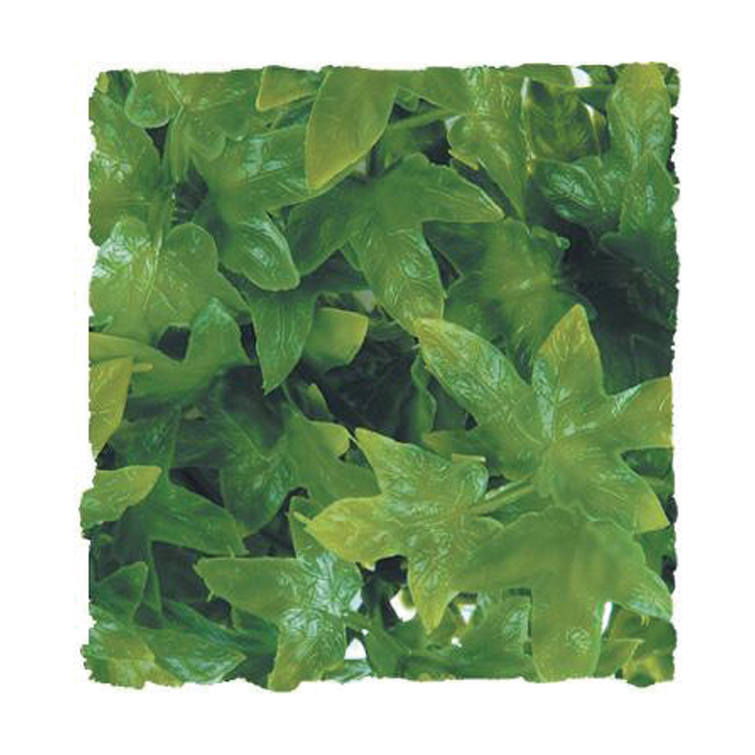 Congo Ivy - Small