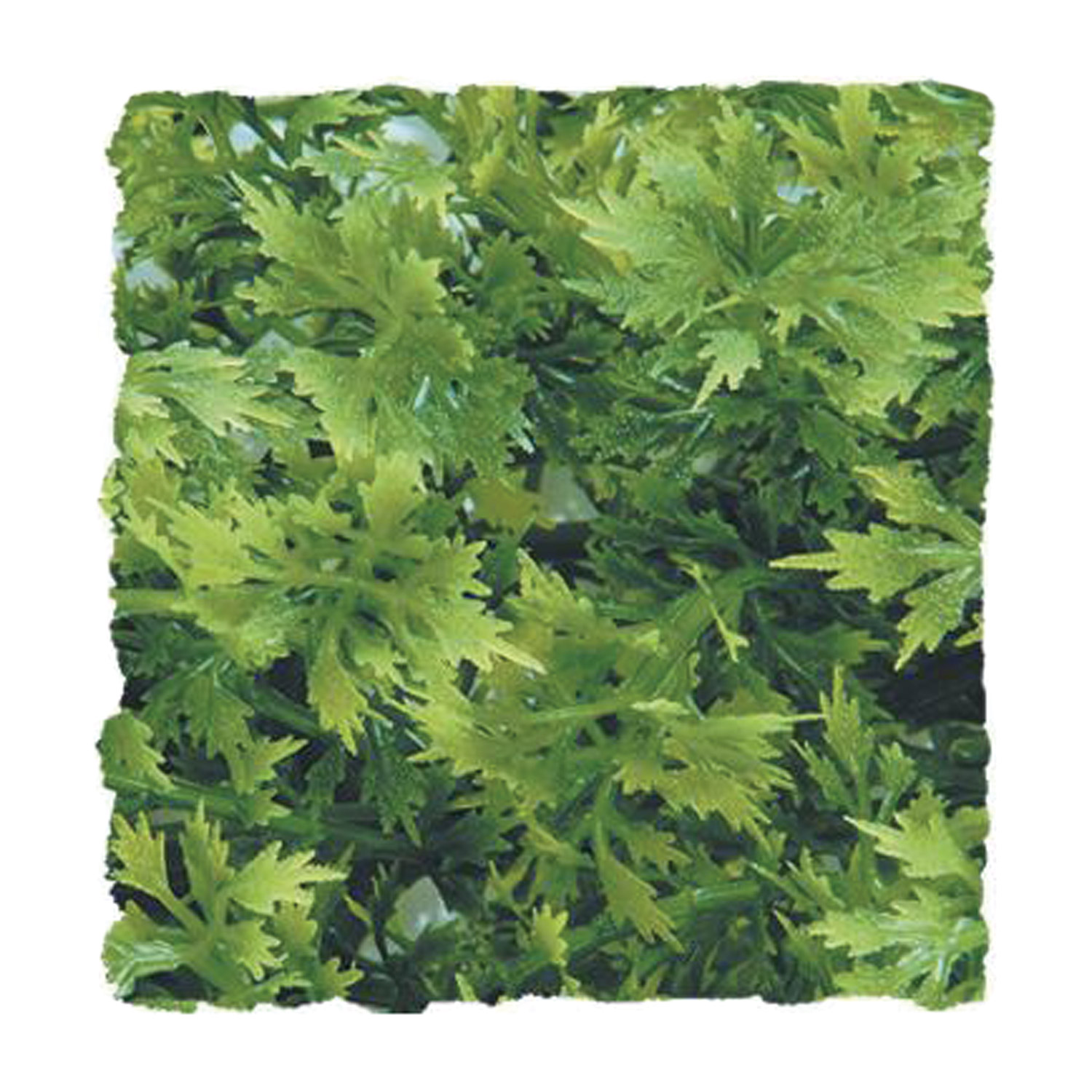 Australian Maple - Small