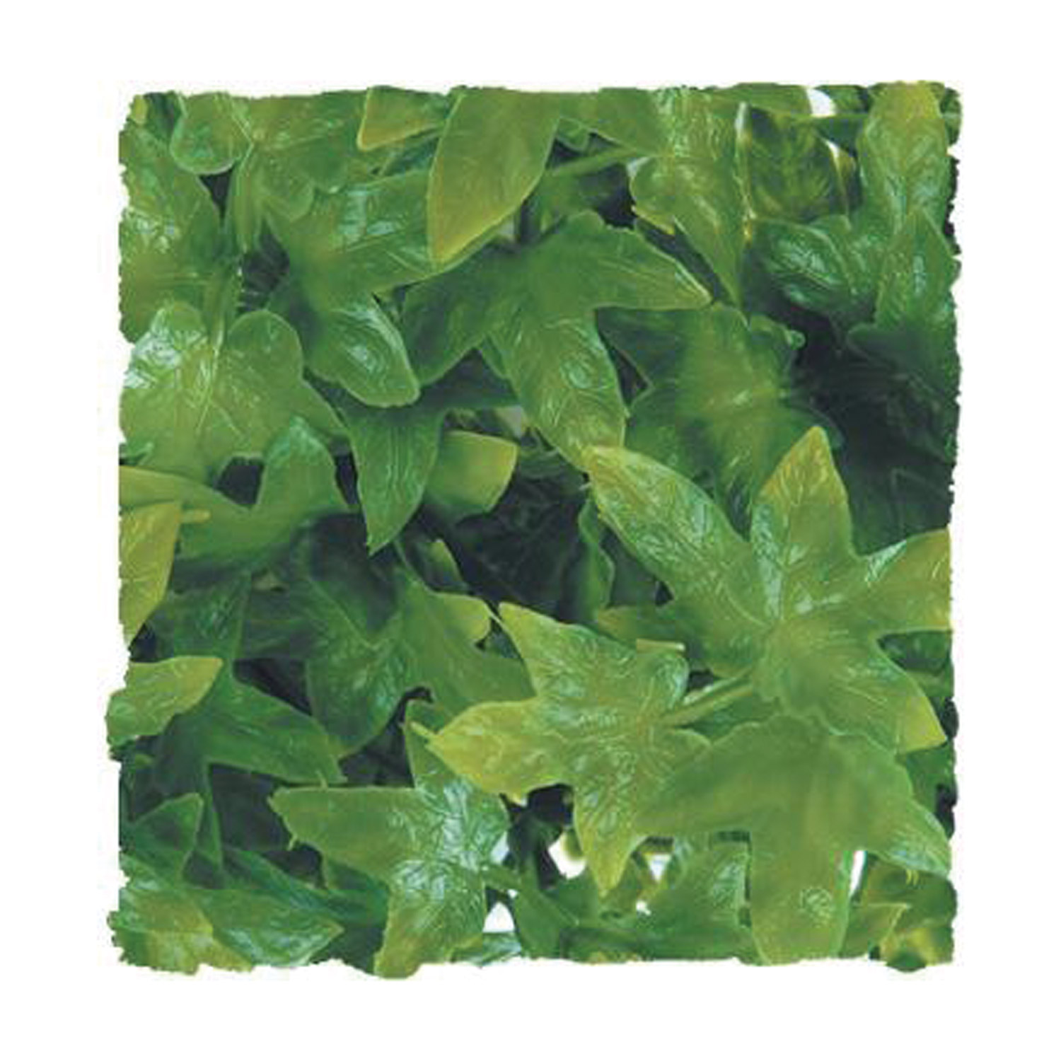 Congo Ivy - Medium