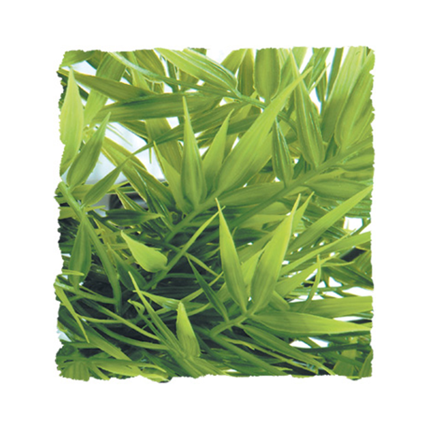 Madagascar Bamboo - Medium