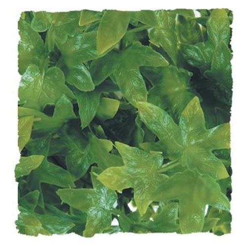 Congo Ivy - Large