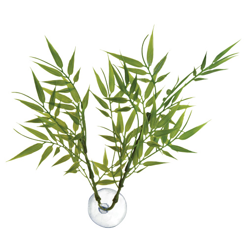 Betta Plant - Bamboo