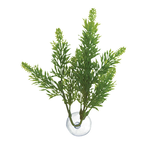 Betta Plant - Salvia