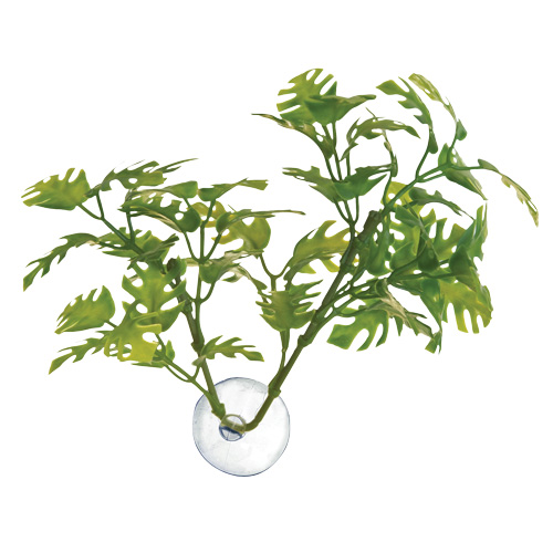 Betta Plant - Window Leaf