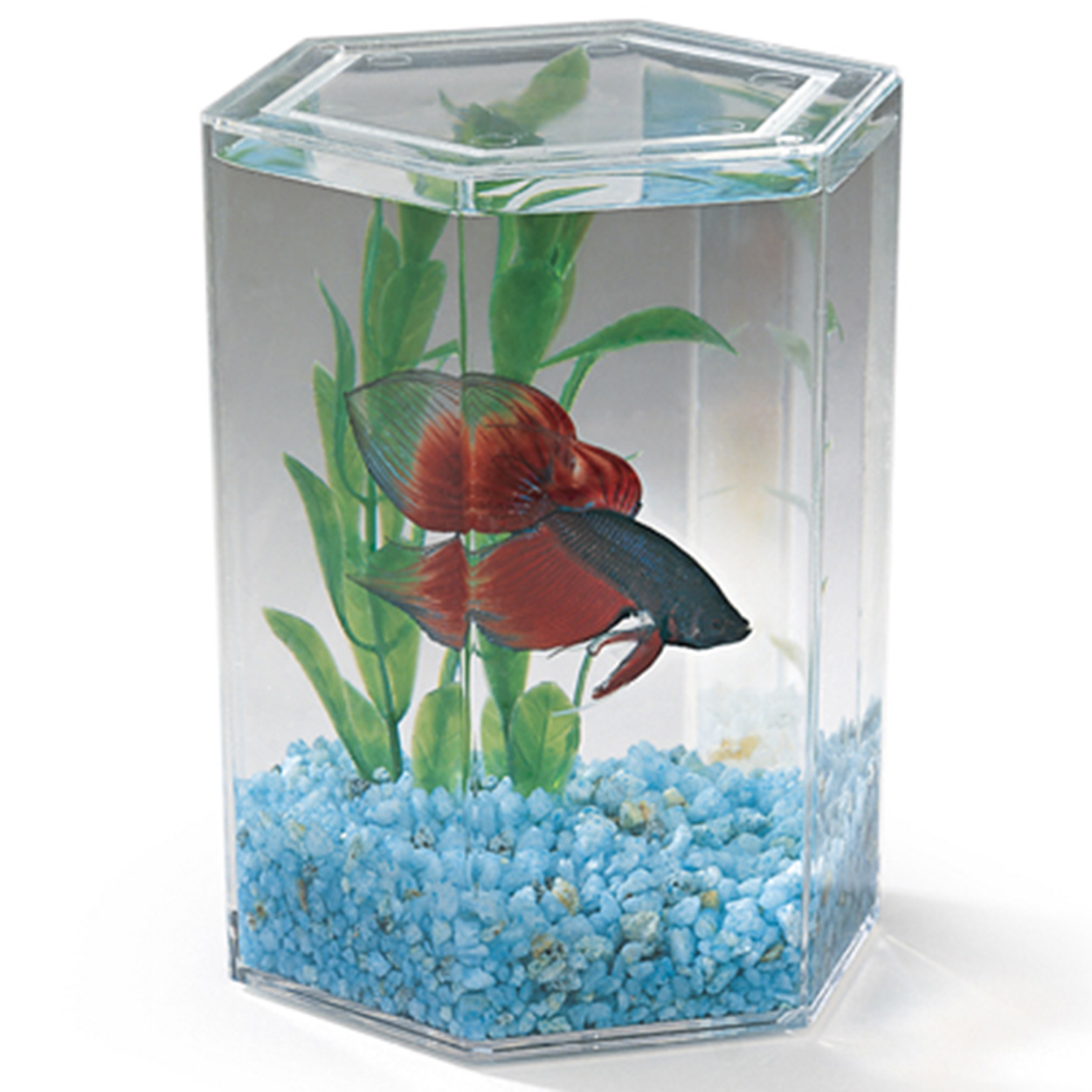 Hexagon Betta Keeper - Small