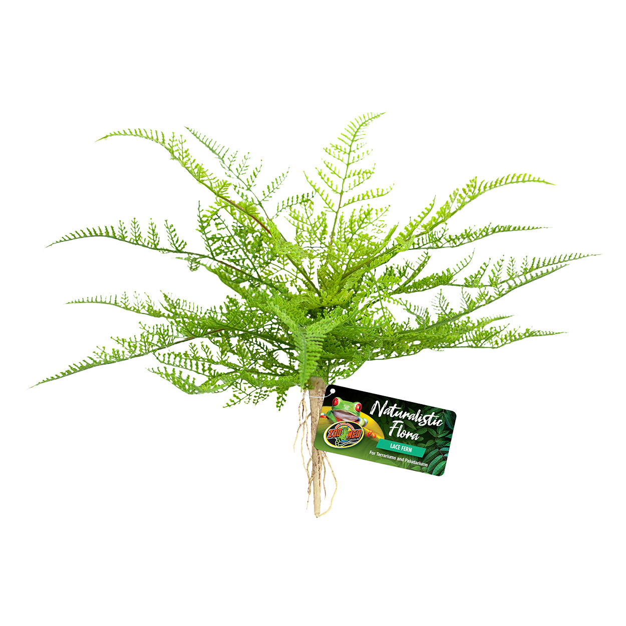 Naturalistic Flora - Lace Fern