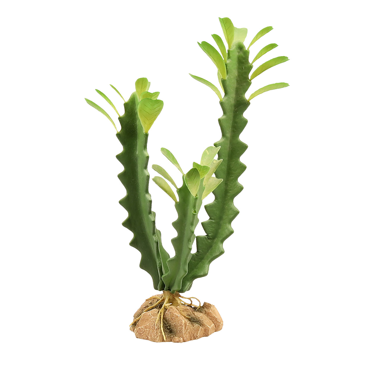 Naturalistic Desert Flora - Euphorbia