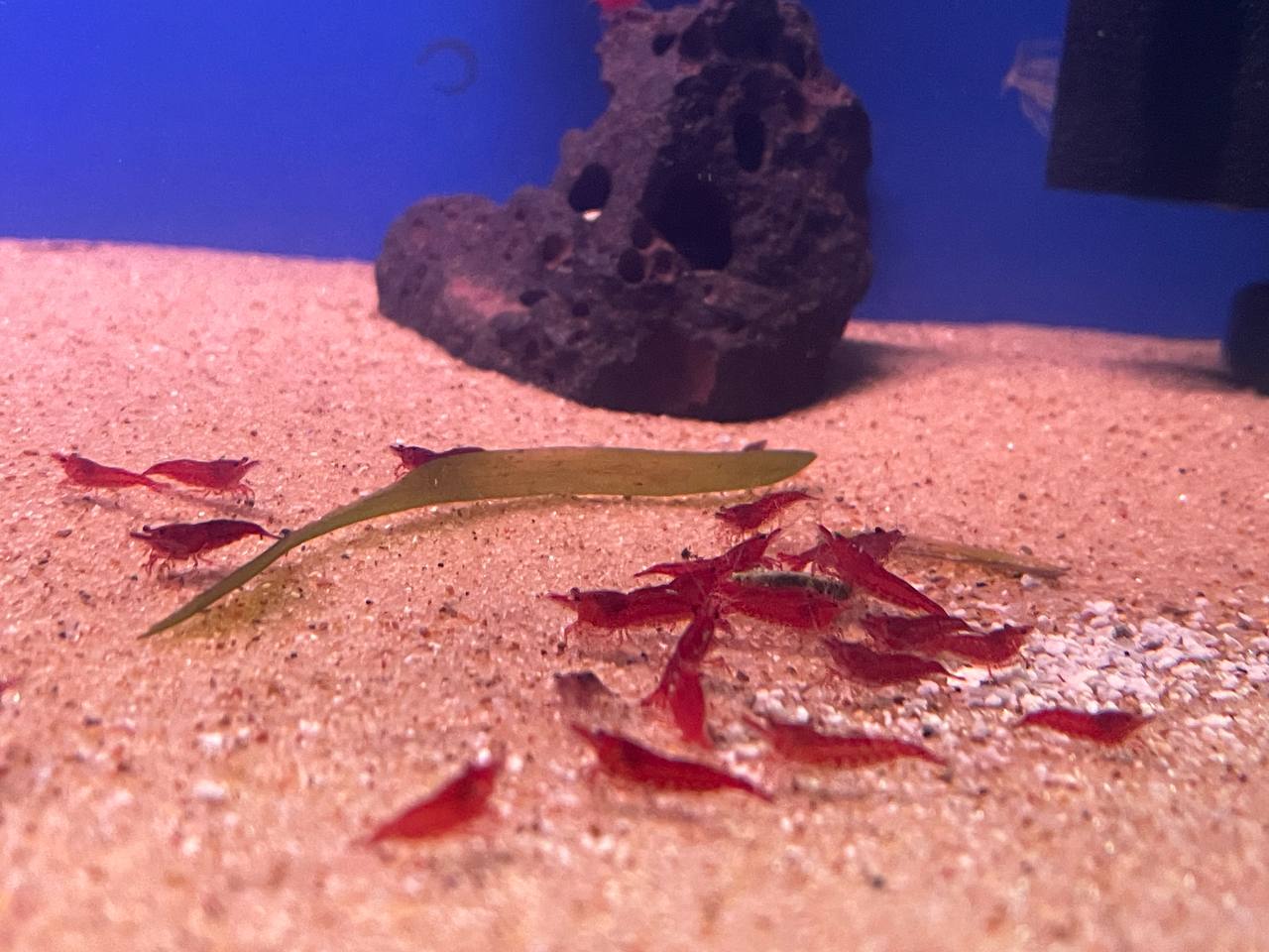 Neocaradina Shrimp - Red, Blue, Orange