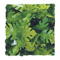 Amazonian Phyllo - Small