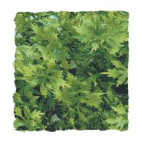 Australian Maple - Small