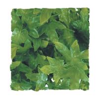 Congo Ivy - Medium