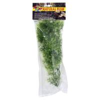 Australian Maple - Medium