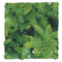 Congo Ivy - Large