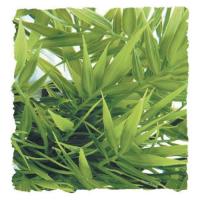 Madagascar Bamboo - Large