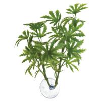 Betta Plant - Papaya