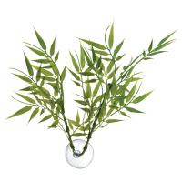 Betta Plant - Bamboo