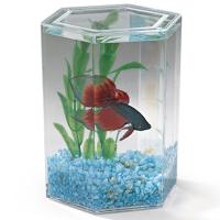 Hexagon Betta Keeper - Small