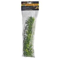 Bolivian Croton - Large