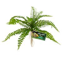 Naturalistic Flora - Sword Fern