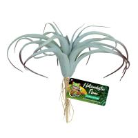 Naturalistic Flora - Tillandsia Air Plant