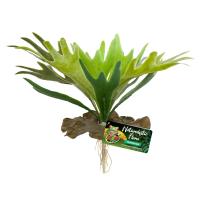 Naturalistic Flora - Staghorn Fern