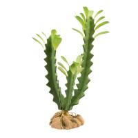 Naturalistic Desert Flora - Euphorbia