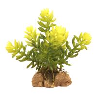 Naturalistic Desert Flora - Burro's Tail