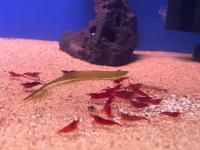 Neocaradina Shrimp - Red