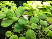 Water Lettuce -  Pistia stratiotes.

